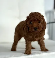 Beatrice (AKC), a female Poodle - Toy  for sale in Sarasota, FL – 1 of 6
