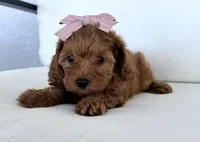 Amber, a female Cavapoo for sale in Sarasota, FL – 3 of 4
