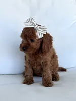 Autumn , a female Cavapoo for sale in Sarasota, FL – 5 of 5
