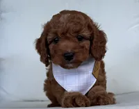 Asher, a male Cavapoo for sale in Sarasota, FL – 2 of 4