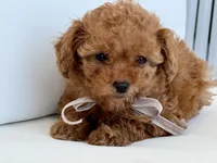 processed/f47f354d-5e69-4e9f-a98a-16aa1a33f84b/listing/5d0365ad-9e5a-4f99-af05-0cf3ea9703f0/19d51104-168b-4bc8-bce4-28a322307fdf