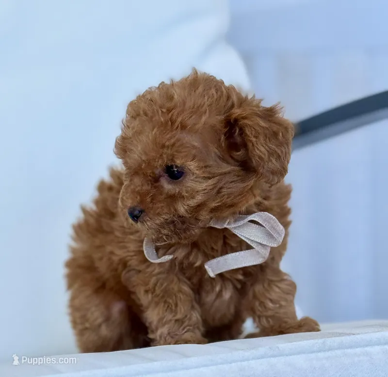 Bella   (AKC extra small)