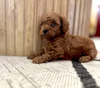 Ayla (AKC extra small), a female Poodle - Toy  for sale in Sarasota, FL – Photo 2 of 5