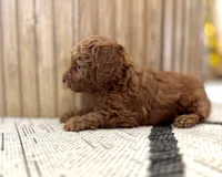 Ayla (AKC extra small), a female Poodle - Toy  for sale in Sarasota, FL – Photo 3 of 5