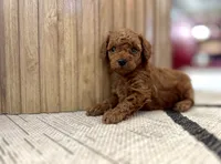 Ayla (AKC extra small), a female Poodle - Toy  for sale in Sarasota, FL – Photo 1 of 5