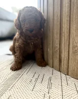 Ayla (AKC extra small), a female Poodle - Toy  for sale in Sarasota, FL – Photo 5 of 5