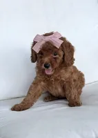 Bree (AKC), a female Poodle - Toy  for sale in Sarasota, FL – 2 of 4