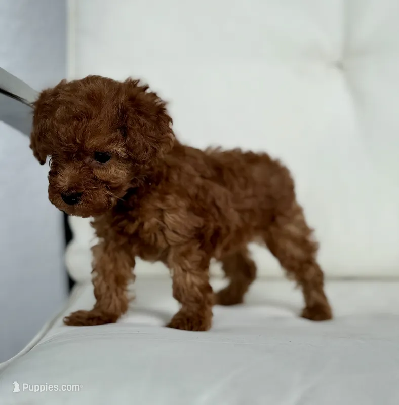 Brie  (AKC) extra small – Poodle - Toy  puppy for sale in Sarasota, FL