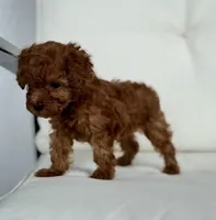 Brie  (AKC) extra small, a female Poodle - Toy  for sale in Sarasota, FL – 1 of 6