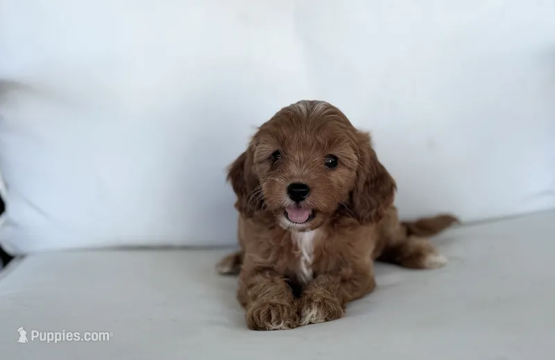 Annie – Cavapoo puppy for sale in Sarasota, FL