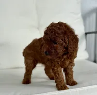 Beatrice (AKC), a female Poodle - Toy  for sale in Sarasota, FL – 4 of 6