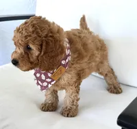 Arrow  , a male Cavapoo for sale in Sarasota, FL – 4 of 5