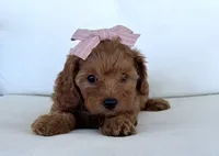 Amber, a female Cavapoo for sale in Sarasota, FL – 4 of 4