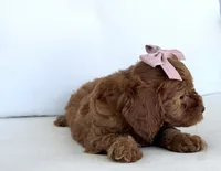 Amber, a female Cavapoo for sale in Sarasota, FL – 2 of 4