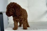 Beatrice (AKC), a female Poodle - Toy  for sale in Sarasota, FL – 2 of 6