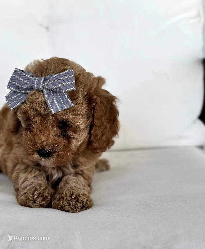 Aspen – Cavapoo puppy for sale in Sarasota, FL