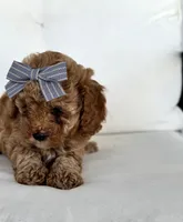 Aspen, a female Cavapoo for sale in Sarasota, FL – 1 of 5