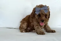 Aspen, a female Cavapoo for sale in Sarasota, FL – 4 of 5