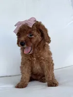 Bree (AKC), a female Poodle - Toy  for sale in Sarasota, FL – 3 of 4