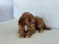 Annie, a female Cavapoo for sale in Sarasota, FL – 2 of 4