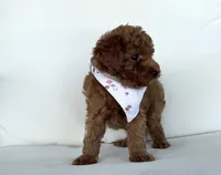 Baxter (AKC), a male Poodle - Toy  for sale in Sarasota, FL – 1 of 4