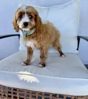 processed/f47f354d-5e69-4e9f-a98a-16aa1a33f84b/listing/abe710f9-ae1b-41e3-a229-399116ec607f/c6cab38f-7758-4ba5-bb80-83f46180a3bb