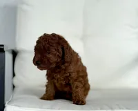 Beatrice (AKC), a female Poodle - Toy  for sale in Sarasota, FL – 3 of 6