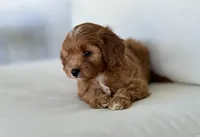 Annie, a female Cavapoo for sale in Sarasota, FL – 3 of 4