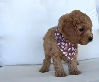 Arrow  , a male Cavapoo for sale in Sarasota, FL – 5 of 5
