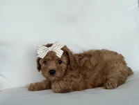 Bea (AKC), a female Poodle - Toy  for sale in Sarasota, FL – 4 of 4