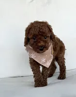 Briggs (AKC), a male Poodle - Toy  for sale in Sarasota, FL – 3 of 4