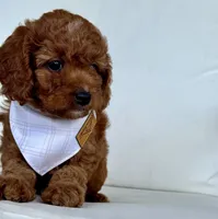 Asher, a male Cavapoo for sale in Sarasota, FL – 1 of 4