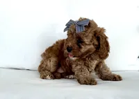 Aspen, a female Cavapoo for sale in Sarasota, FL – 2 of 5