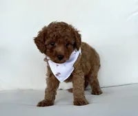 Baxter (AKC), a male Poodle - Toy  for sale in Sarasota, FL – 3 of 4