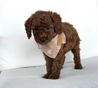 Briggs (AKC), a male Poodle - Toy  for sale in Sarasota, FL – 4 of 4