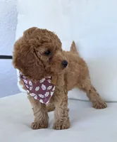Arrow  , a male Cavapoo for sale in Sarasota, FL – 3 of 5