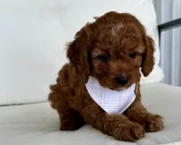Asher, a male Cavapoo for sale in Sarasota, FL – 3 of 4