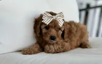Bea (AKC), a female Poodle - Toy  for sale in Sarasota, FL – 1 of 4
