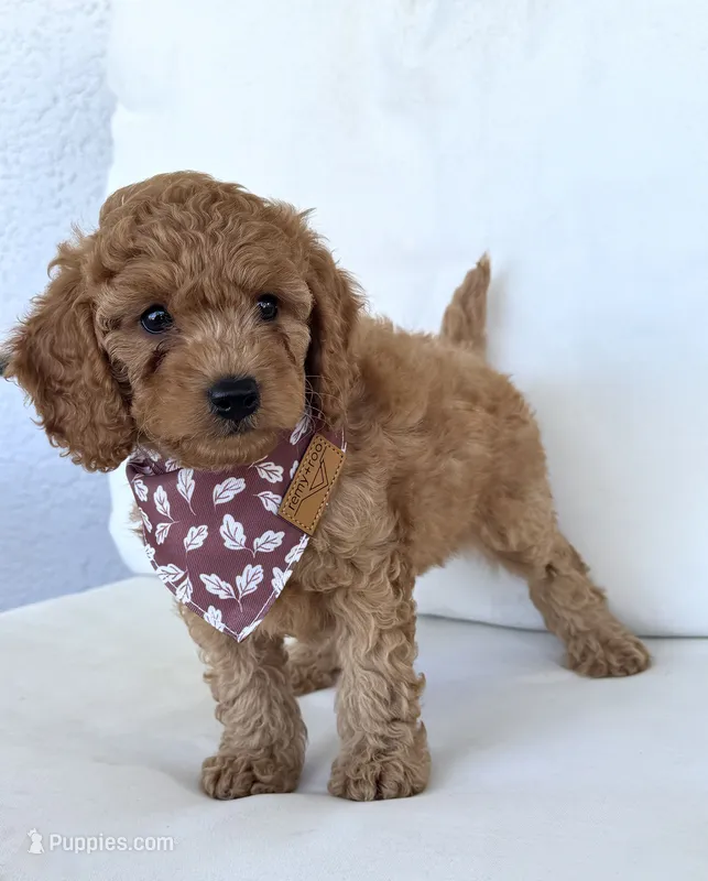 Arrow   – Cavapoo puppy for sale in Sarasota, FL
