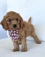 Arrow  , a male Cavapoo for sale in Sarasota, FL – 1 of 5