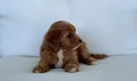 Annie, a female Cavapoo for sale in Sarasota, FL – 4 of 4