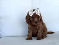 Autumn , a female Cavapoo for sale in Sarasota, FL – 2 of 5