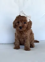 Autumn , a female Cavapoo for sale in Sarasota, FL – 3 of 5