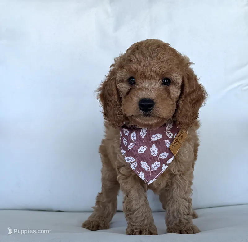 Arrow   – Cavapoo puppy for sale in Sarasota, FL