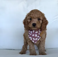 Arrow  , a male Cavapoo for sale in Sarasota, FL – 2 of 5