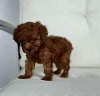 Brie  (AKC) extra small, a female Poodle - Toy  for sale in Sarasota, FL – 5 of 6