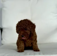 Beatrice (AKC), a female Poodle - Toy  for sale in Sarasota, FL – 6 of 6