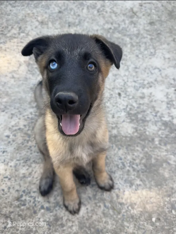 Unnamed  – Belgian Malinois, German Shepherd Dog puppy on hold in High Point, NC