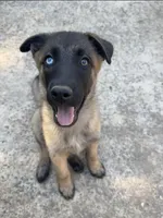 Rio, a male Belgian Malinois and German Shepherd Dog for sale in High Point, NC – 1 of 3