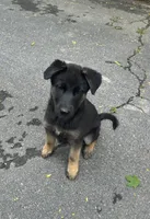 Maya, a female Belgian Malinois and German Shepherd Dog for sale in High Point, NC – 2 of 3